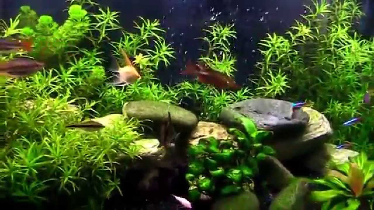 3d fish tank screensaver free